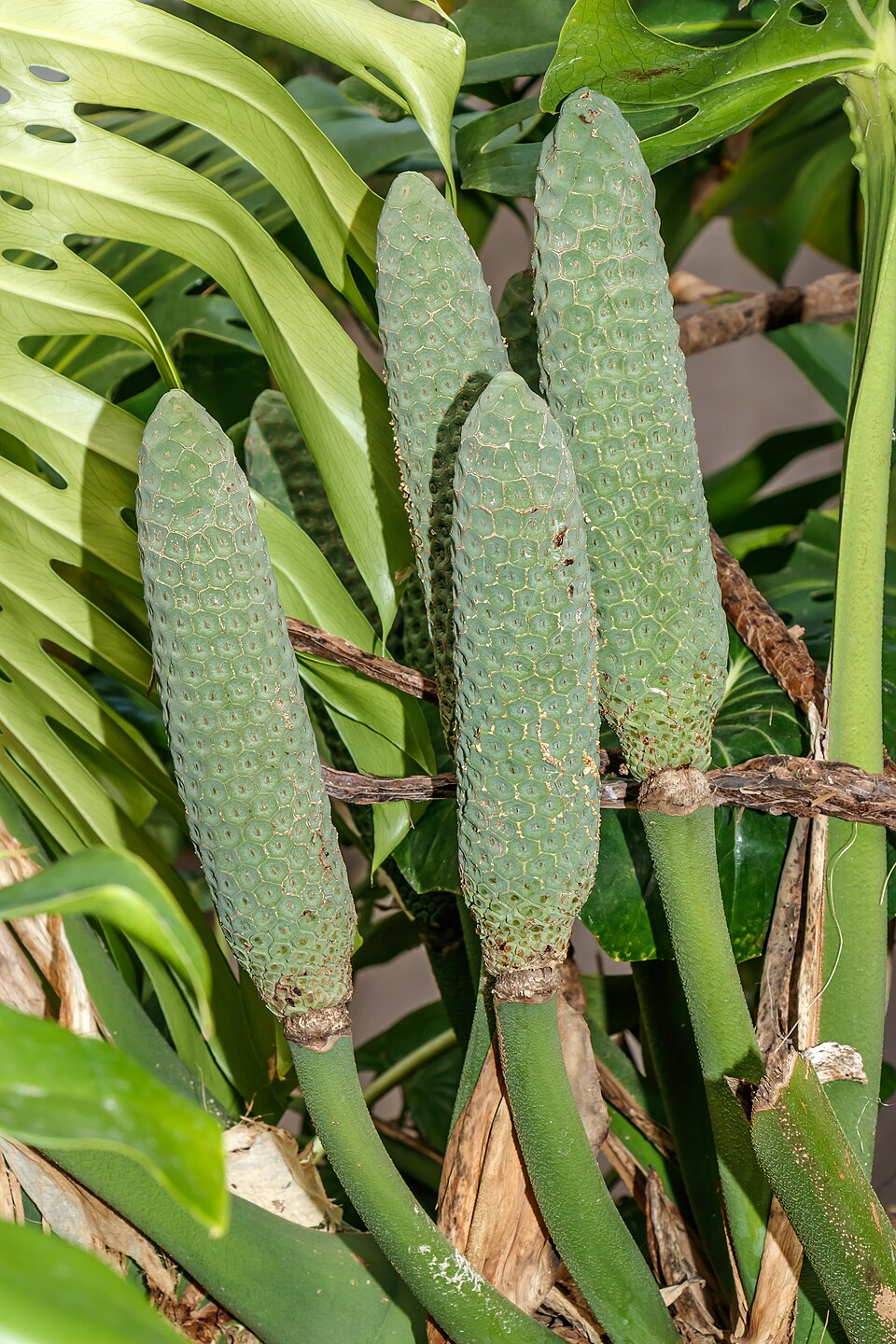 File:Monstera deliciosa 001.jpg