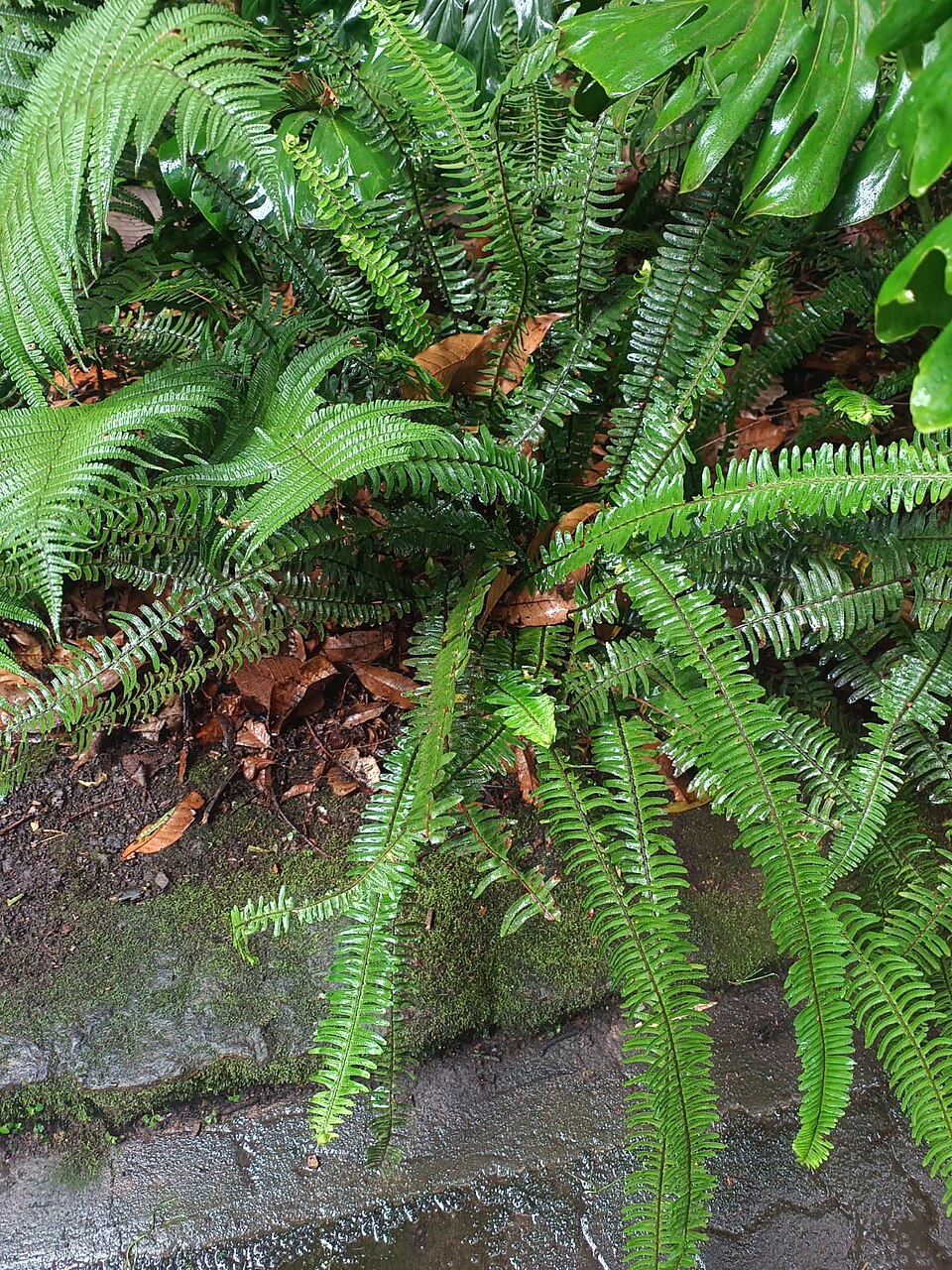 File:Helecho de Boston (Nephrolepis exaltata).jpg