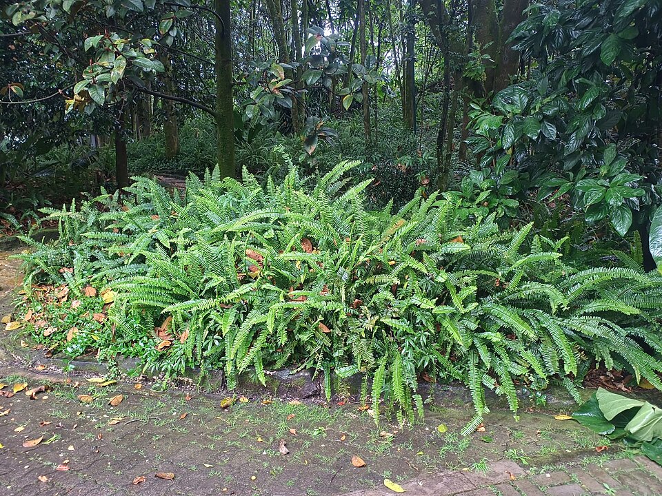 File:Helechos de Boston (Nephrolepis exaltata).jpg