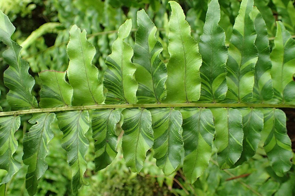 File:Nephrolepis exaltata 'Tiger' kz01.jpg