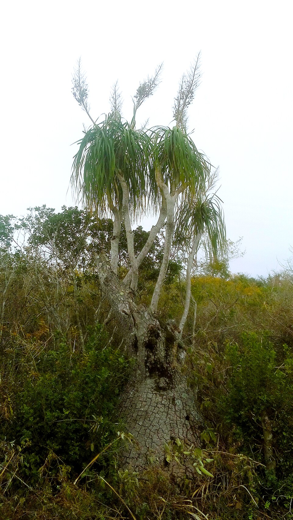 File:Beaucarnea recurvata, Llera, Tamaulipas, Mexico 1.jpg