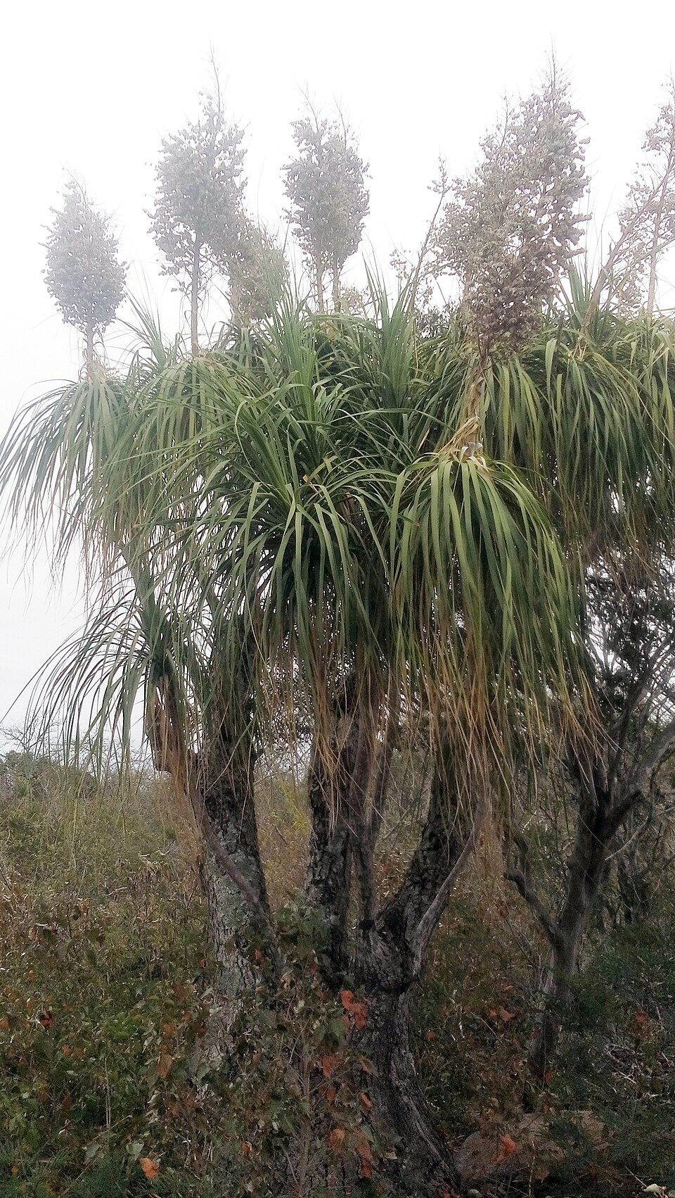 File:Beaucarnea recurvata, Llera, Tamaulipas, Mexico 2.jpg