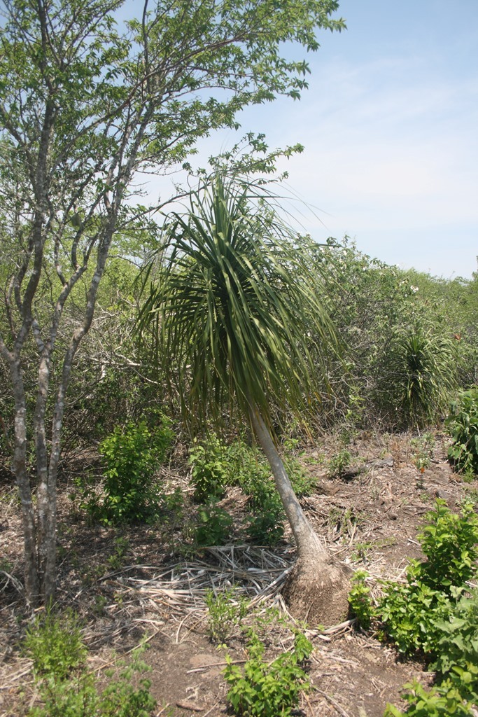 File:Beaucarnea recurvata, Llera, Tamaulipas, Mexico 3.jpg