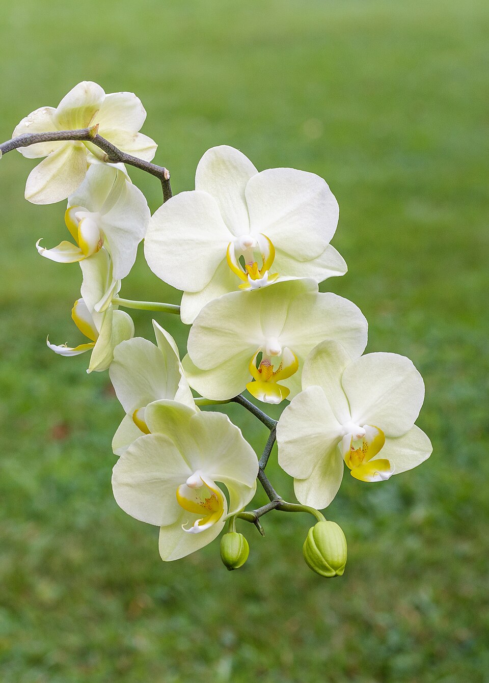 File:Orchidee (phalaenopsis) (actm) 02.jpg