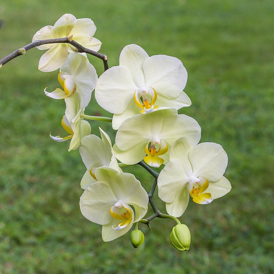 File:Orchidee (phalaenopsis) (actm) 03.jpg