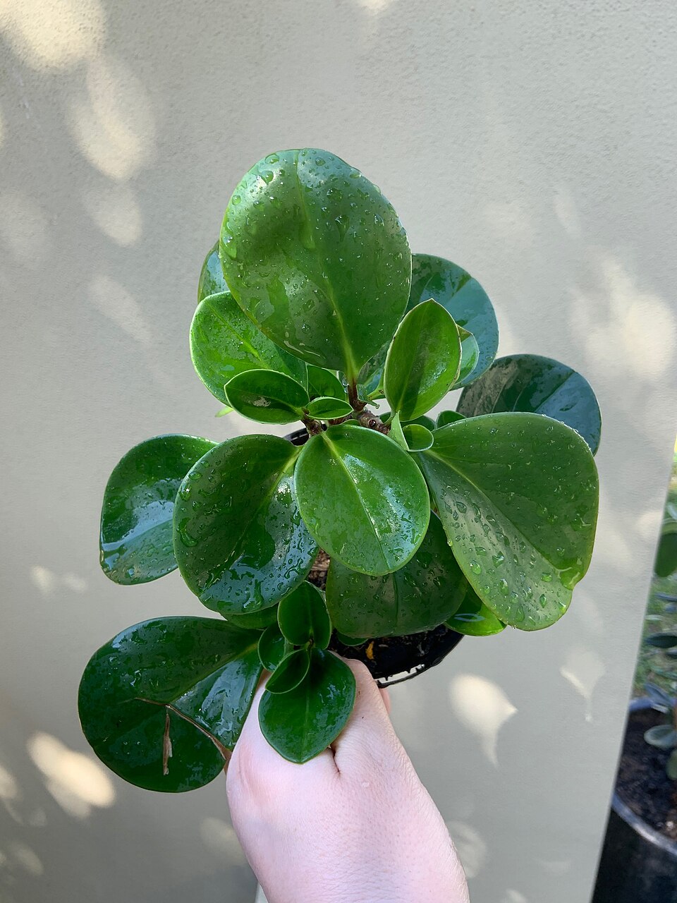 File:Peperomia Obtusifolia Jade.jpg