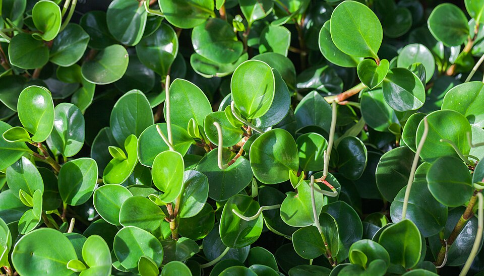 File:Peperomia obtusifolia, Conservatorio botánico, Fort Wayne, Indiana, Estados Unidos, 2012-11-12, DD 01.jpg