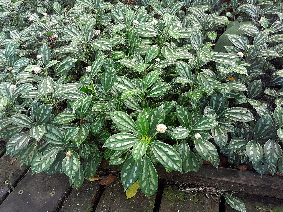 File:Pilea-cadierei-SF25147-01.jpg