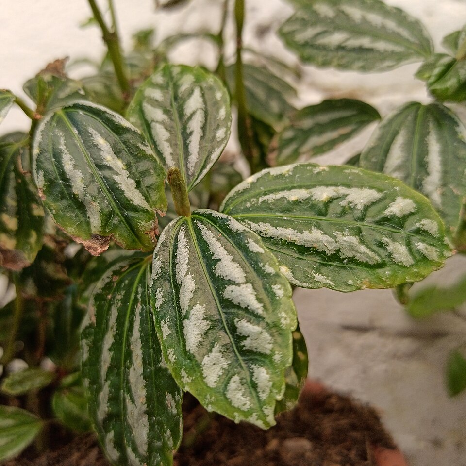 File:Pilea cadierei (Family Urticaceae) - leaves.jpg