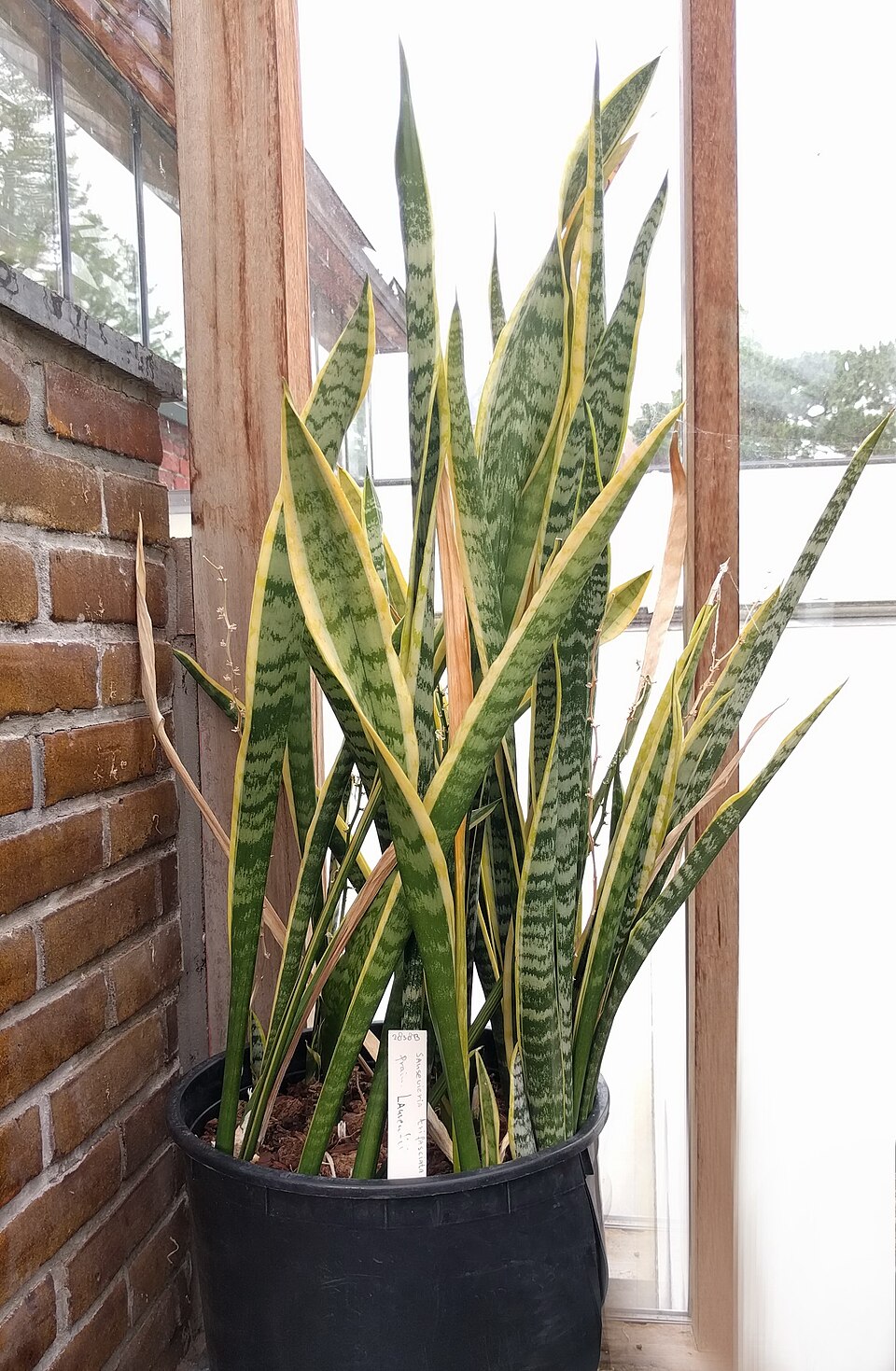 File:20210623 Hortus botanicus Leiden - Sansevieria trifasciata v2.jpg