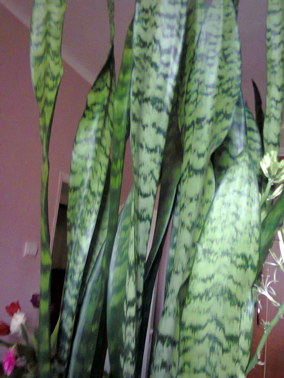 File:Asparagales - Sansevieria trifasciata 10.jpg