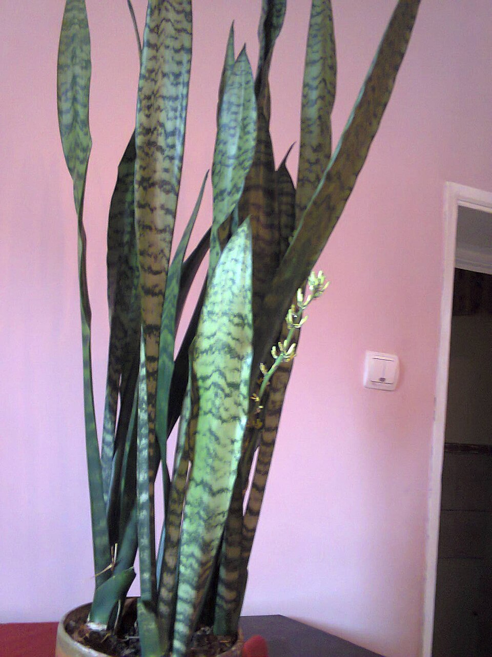 File:Asparagales - Sansevieria trifasciata 4.jpg