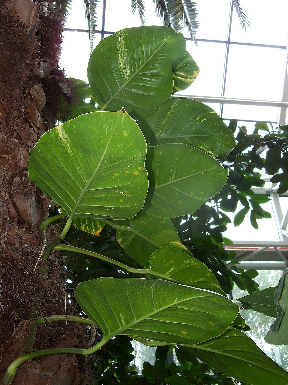 File:Epipremnum-aureum-poznan-palmiarnia-abrimaal.jpg