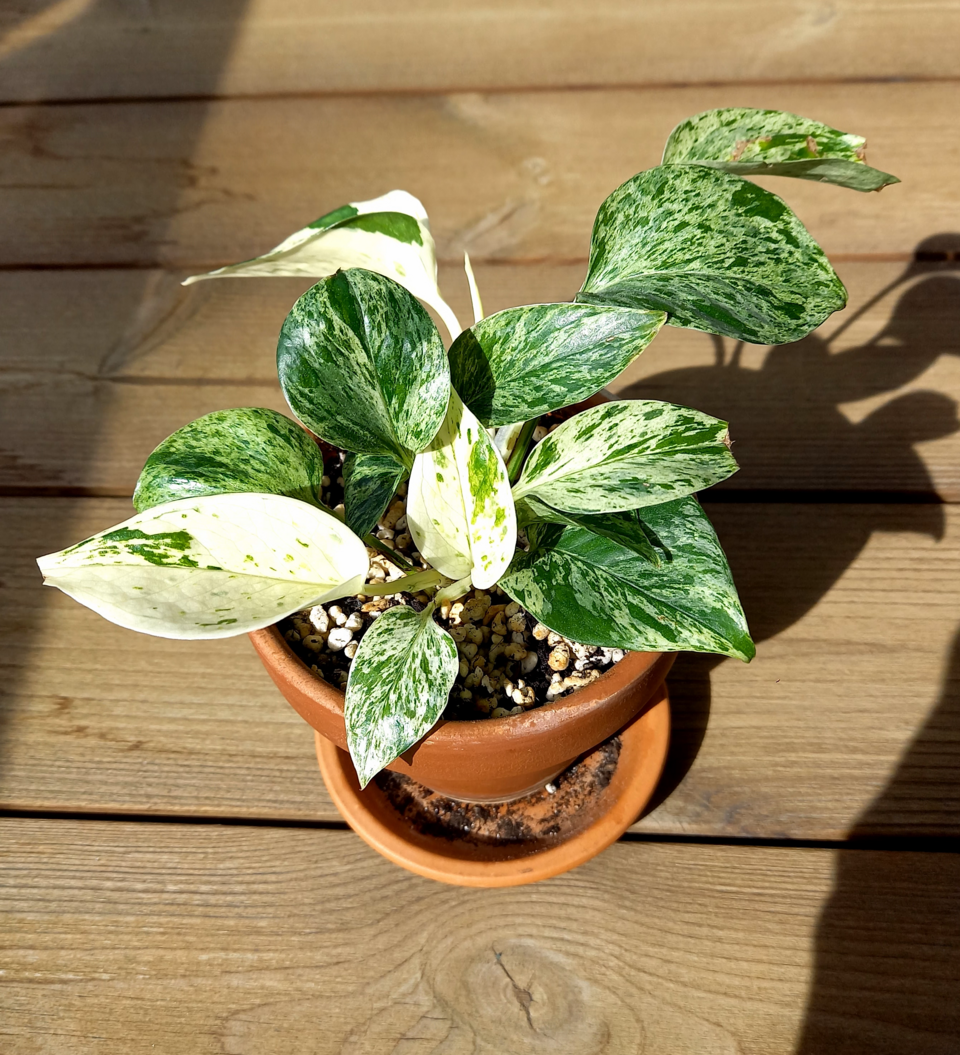 File:Epipremnum aureum (Marble Queen) houseplant.png
