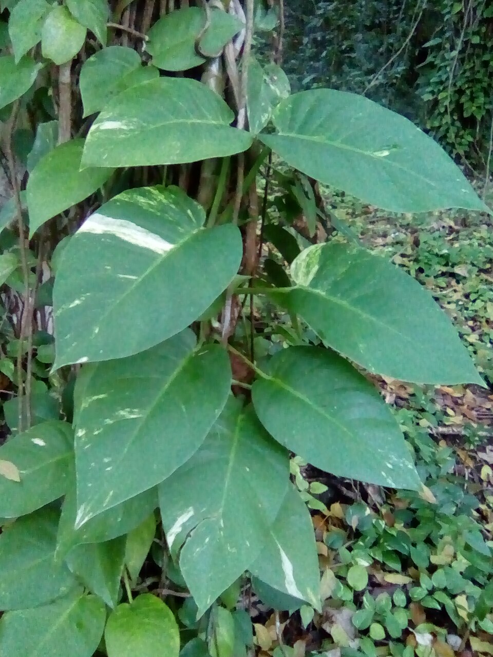 File:Epipremnum aureum (silver vine).jpg