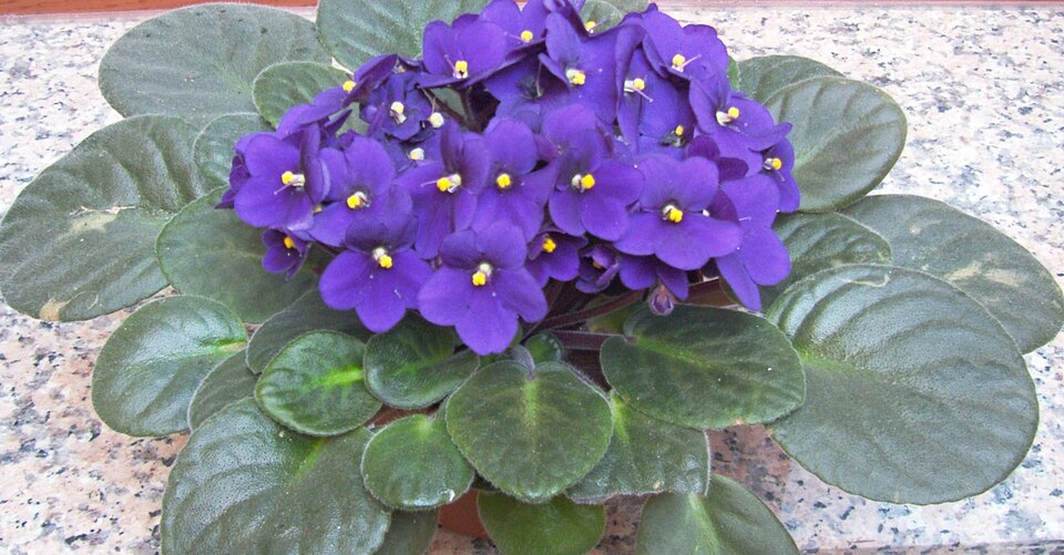 File:Saintpaulia ionantha.jpg