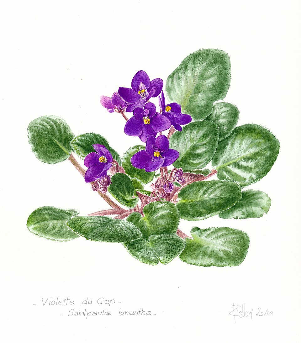 File:Saintpaulia ionantha (Claire Felloni).jpg