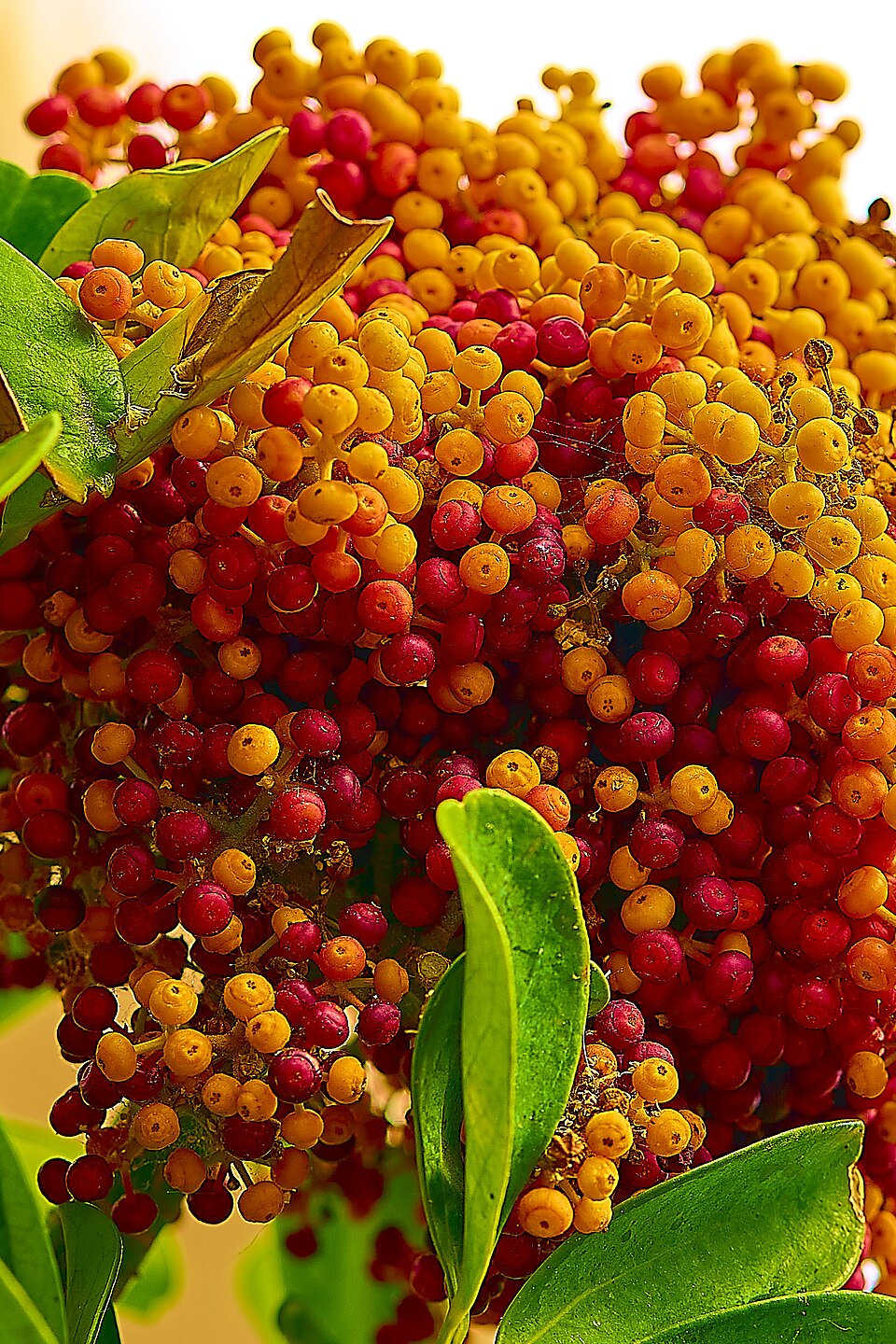 File:Dwarf Umbrella Tree (Heptapleurum arboricola) in Athens on August 13, 2023.jpg