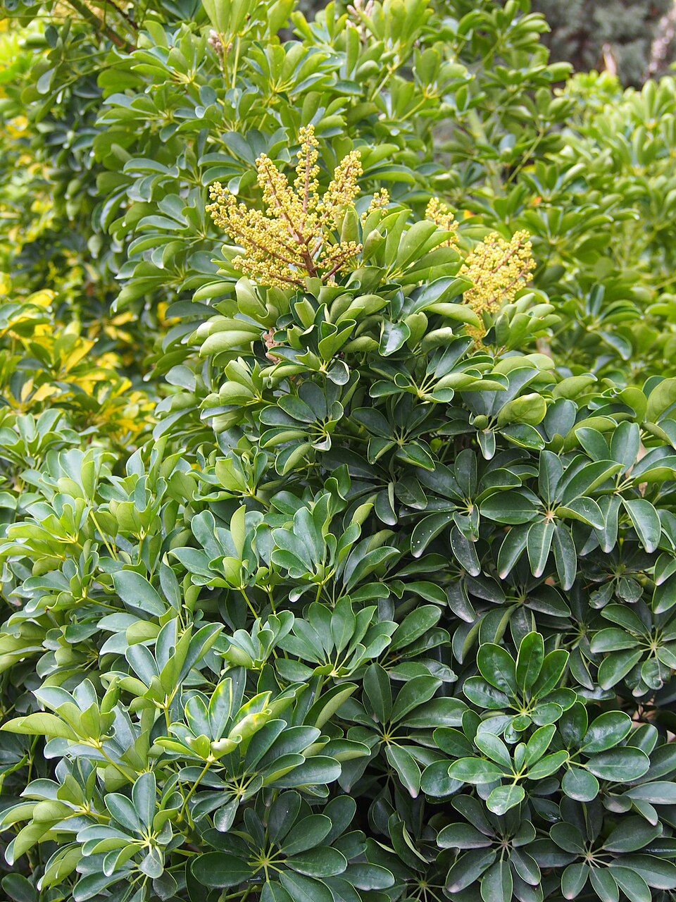 File:Heptapleurum arboricola Szeflera drzewkowata 2024-01-19 Malaga 01.jpg
