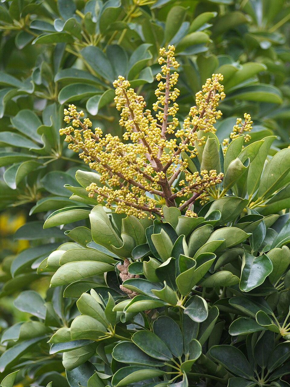 File:Heptapleurum arboricola Szeflera drzewkowata 2024-01-19 Malaga 02.jpg