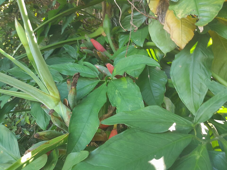 File:Syngonium-podophyllum-SF23278-01.jpg