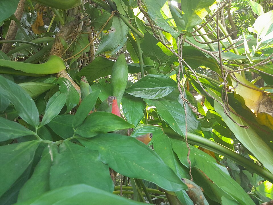 File:Syngonium-podophyllum-SF23278-03.jpg