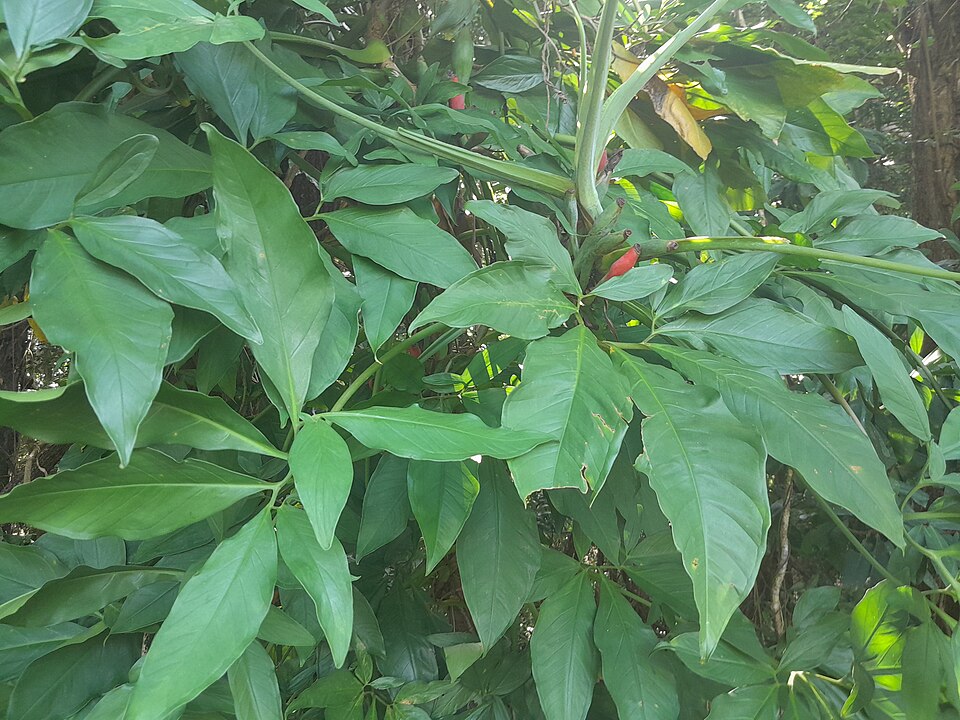 File:Syngonium-podophyllum-SF23278-04.jpg