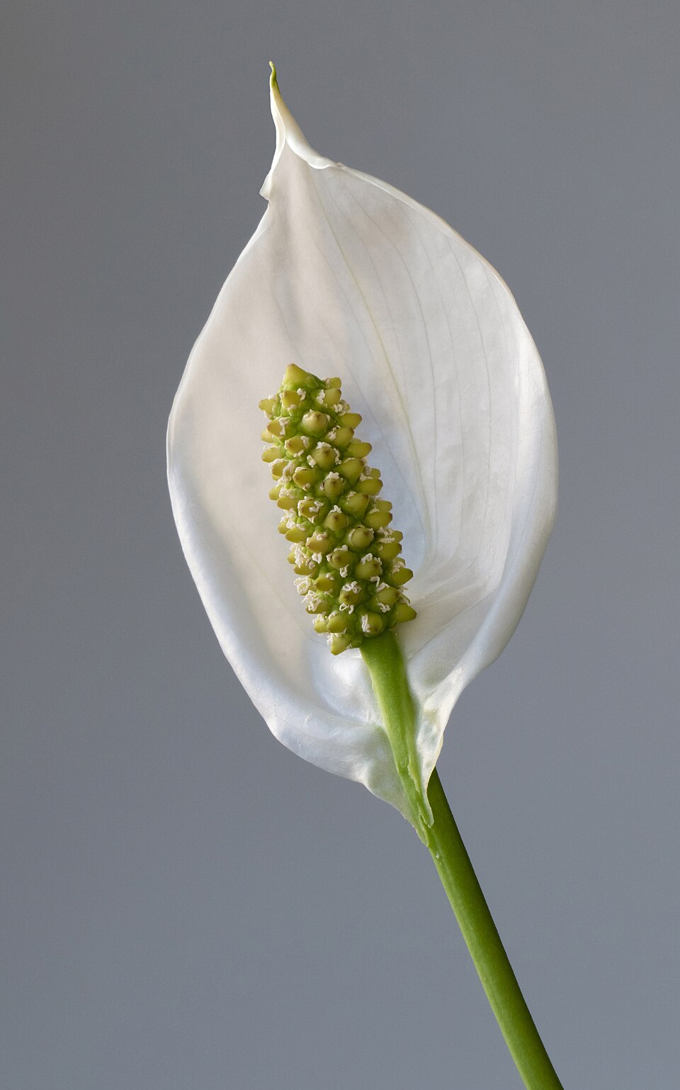 File:Peace lily - 1 - cropped.jpg