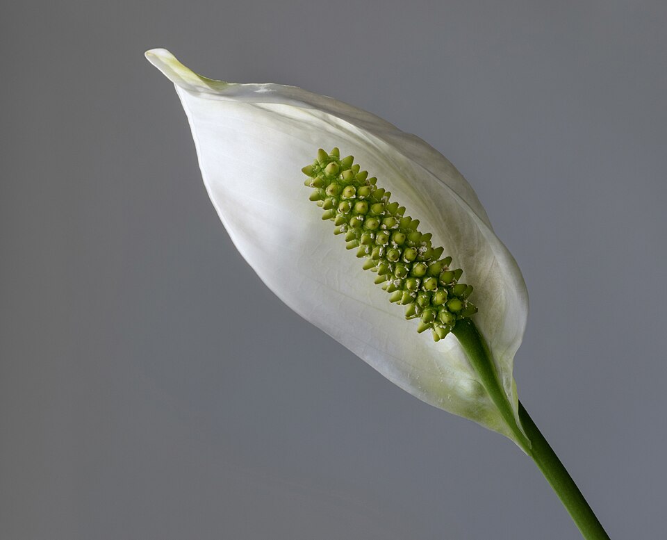 File:Peace lily - 2.jpg