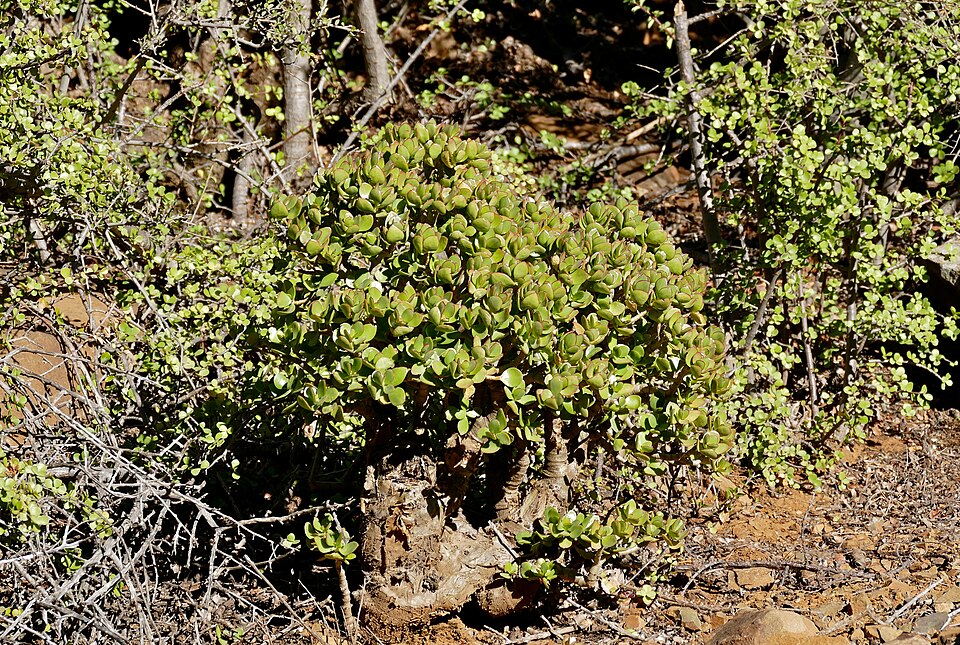 File:2016-10-03 Crassula ovata, Camdeboo NP, Eastern Cape (31803933474).jpg