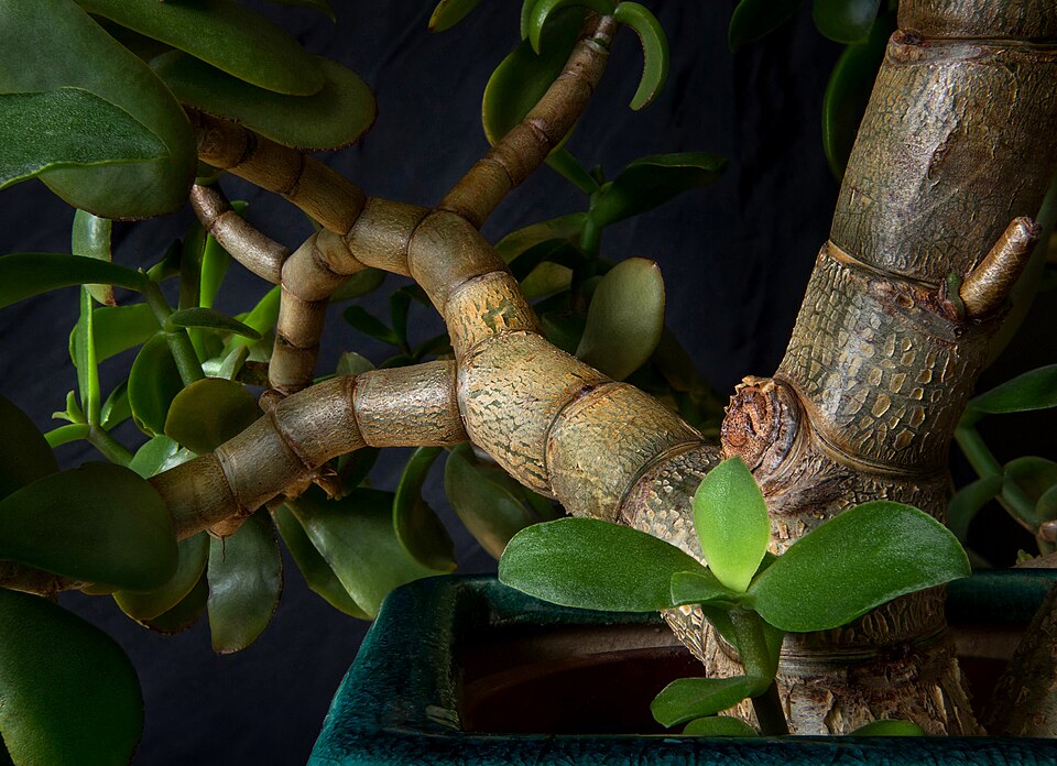 File:Among the branches of a potted jade plant.jpg