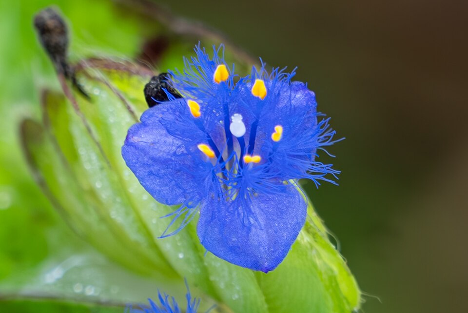File:Spiderwort 07360-Enhanced-NR.jpg