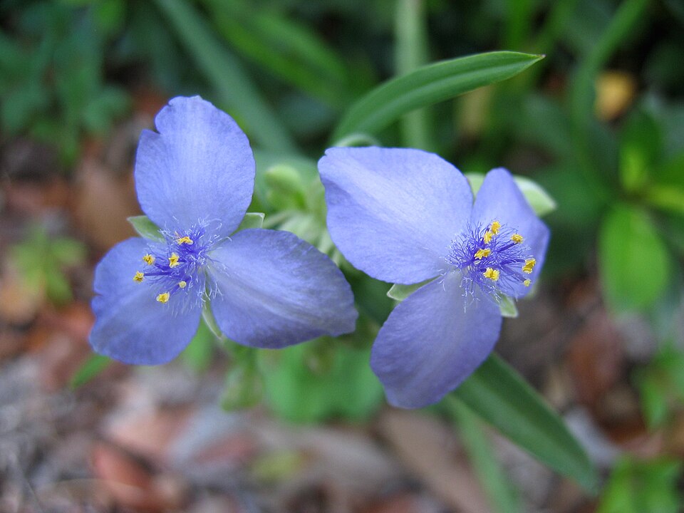 File:Spiderwort Blue Flower 2.JPG