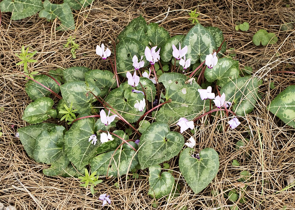File:Cyclamen persicum - Persian cyclamen, Flowers 01.jpg