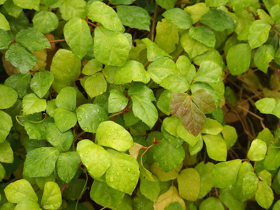 File:Cissus alata Cissus rombolistny 2023-10-31 01.jpg