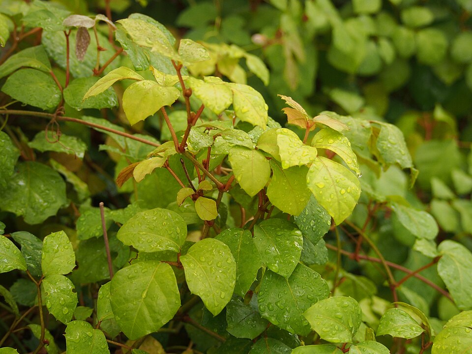 File:Cissus alata Cissus rombolistny 2023-10-31 02.jpg