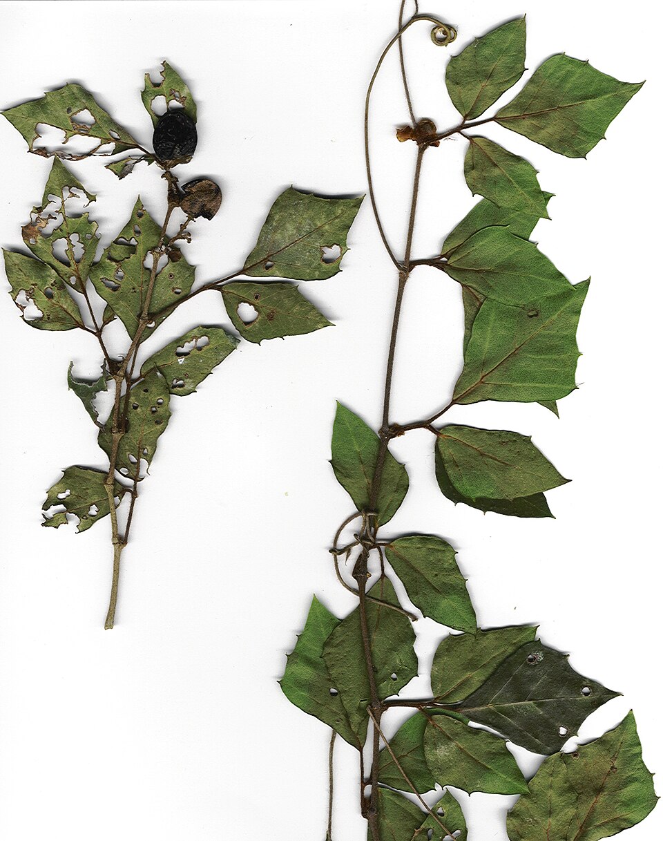 File:Starr 010222-9002 Cissus rhombifolia.jpg