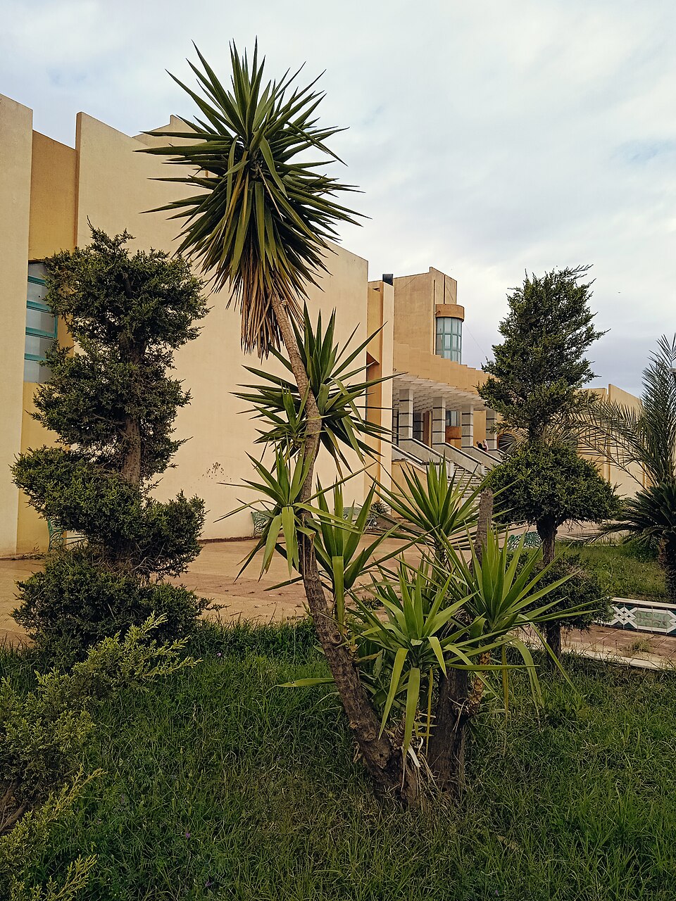 File:Yucca gigantea - 20240429 084329.jpg