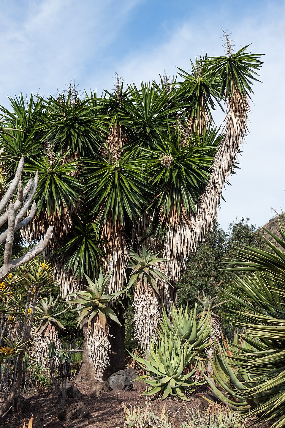 File:Yucca gigantea - Jardín Botánico Canario Viera y Clavijo - Gran Canaria.jpg