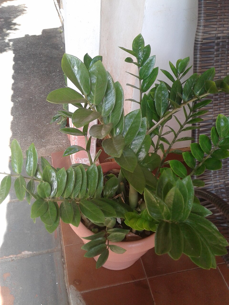 File:"Zamio Mater" Zamioculcas zamiifolia communis plant.jpg