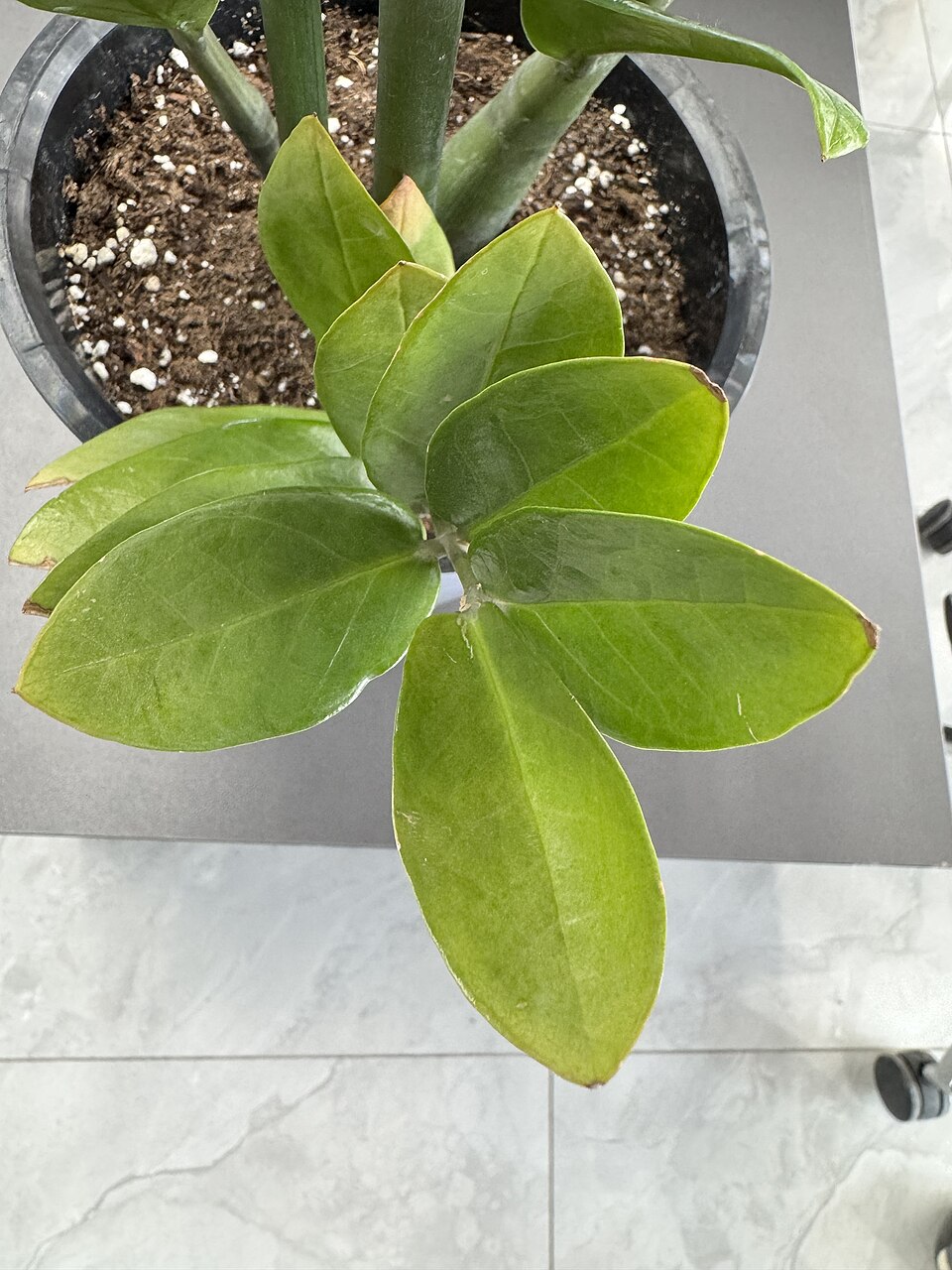 File:Zamioculcas zamiifolia. Tashkent. 01.jpg