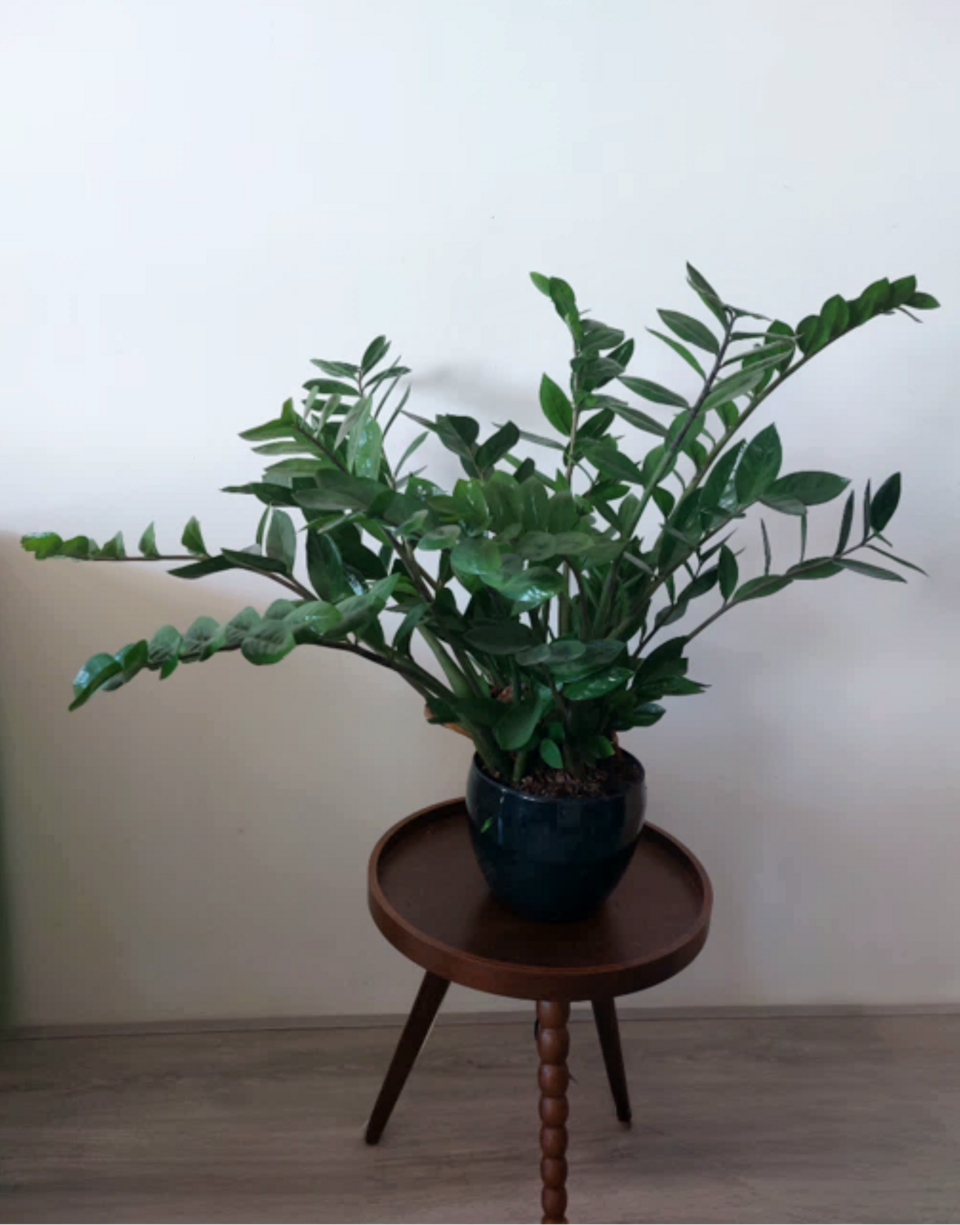 File:Zamioculcas zamiifolia.png